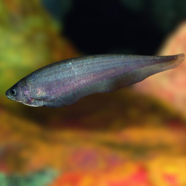 熱帯魚 古代魚 珍魚 ナイフフィッシュ インディアンブラックナイフ