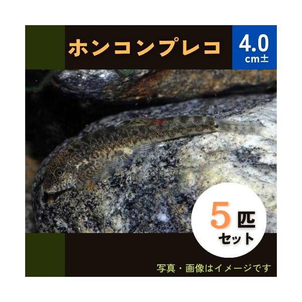 熱帯魚 コイ ドジョウ ホンコンプレコ Smサイズ ２０匹 Buyee Buyee Japanese Proxy Service Buy From Japan Bot Online