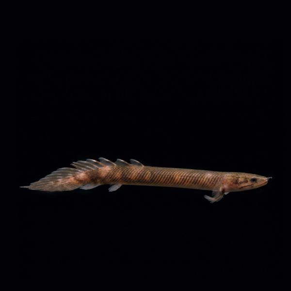 ハンドメイド　50cmポリプテルス　フィギュア　レプリカ　熱帯魚　古代魚 熱帯魚 古代魚 珍魚 ポリプテルス モケーレムベンベ 15cm± 1匹