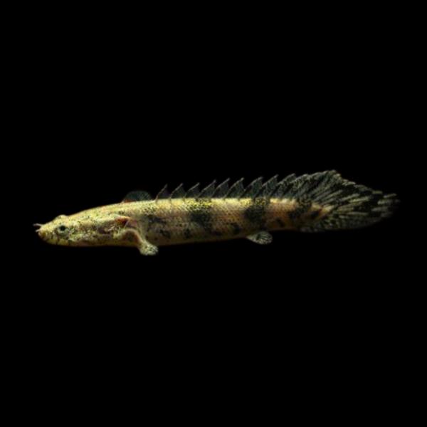 熱帯魚 古代魚 大型魚 ポリプテルス・エンドリケリー 6cm± 5匹 【恐竜