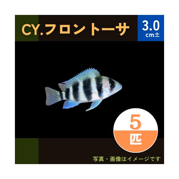 (熱帯魚・アフリカンシクリッド)　CY.フロントーサ　3cm±　5匹