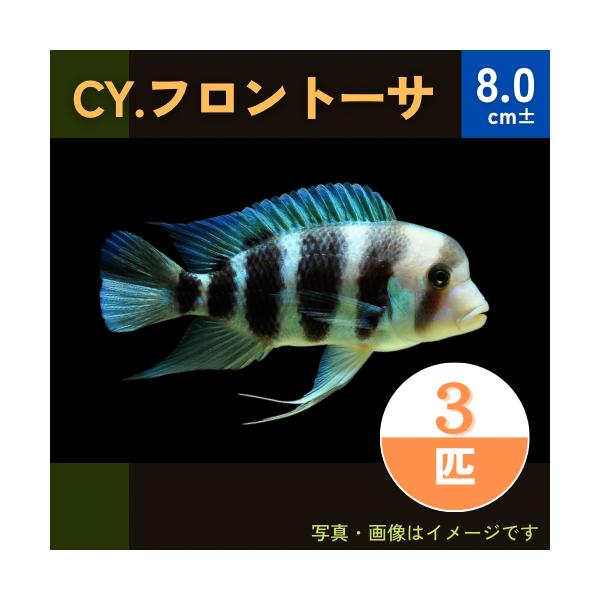 (熱帯魚・アフリカンシクリッド)　CY.フロントーサ　8cm±　3匹