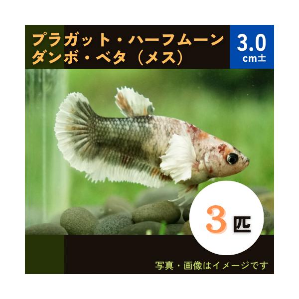 ベタ 生体 ダンボの価格と最安値 おすすめ通販を激安で