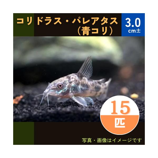 熱帯魚 コリドラス コリドラス パレアタス 青コリ 3cm 15匹 Cor07 2329 増子水景 通販 Yahoo ショッピング