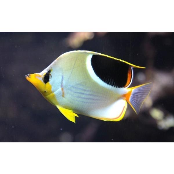 海水魚 チョウチョウウオ セグロチョウチョウウオ 6cm 3匹 Dbfg2233 増子水景 通販 Yahoo ショッピング
