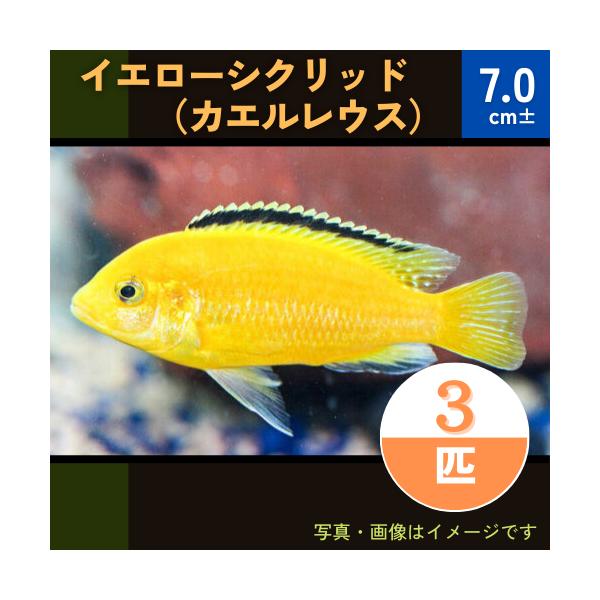 熱帯魚(アフリカンシクリッド)約15匹