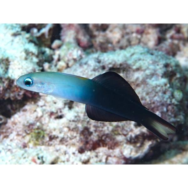 海水魚 ハゼ クロユリハゼ 5cm 2匹 Dfb0121 増子水景 通販 Yahoo ショッピング