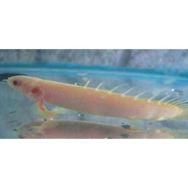 (熱帯魚・古代魚) ポリプテルス・セネガルス アルビノ 8cm± 5匹 :dsfb22089:増子水景 - 通販 - Yahoo!ショッピング (熱帯魚・古代魚) ポリプテルス・セネガルス アルビノ 8cm± 5匹 :dsfb22089:増子水景 - 通販 - Yahoo!ショッピング