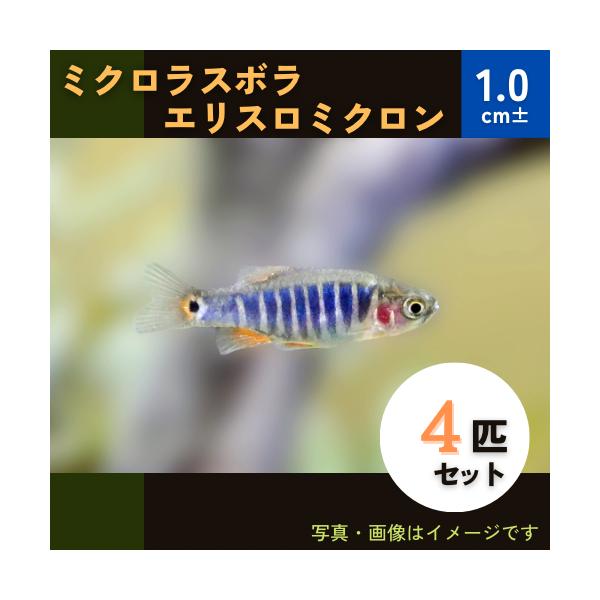 熱帯魚 コイ ミクロラスボラ エリスロミクロン 1 5cm 4匹 Buyee Buyee 日本の通販商品 オークションの代理入札 代理購入