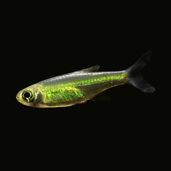 熱帯魚 コイ ミクロラスボラ ブルーネオン 1 5cm １０匹 Buyee Buyee 日本の通販商品 オークションの代理入札 代理購入