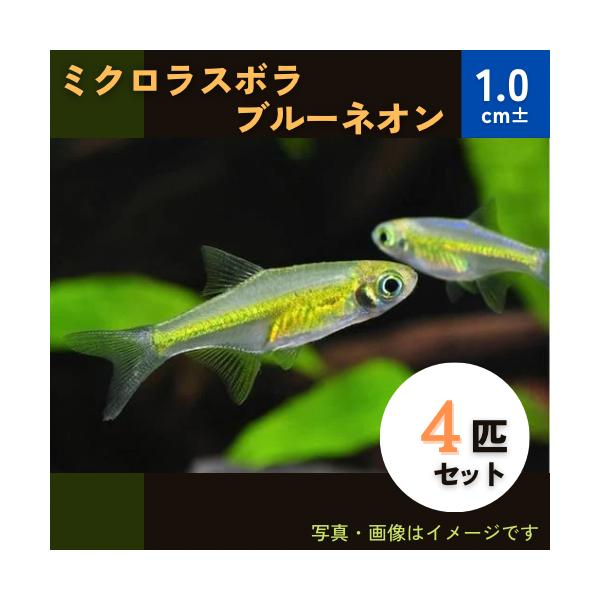 熱帯魚 コイ ミクロラスボラ ブルーネオン 1cm 4匹 F 増子水景 通販 Yahoo ショッピング