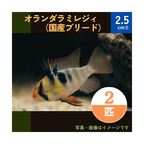 熱帯魚 シクリッド 国産 オランダラミレジィ Msサイズ ５匹 Buyee 日本代购平台 产品购物网站大全 Buyee一站式代购 Bot Online