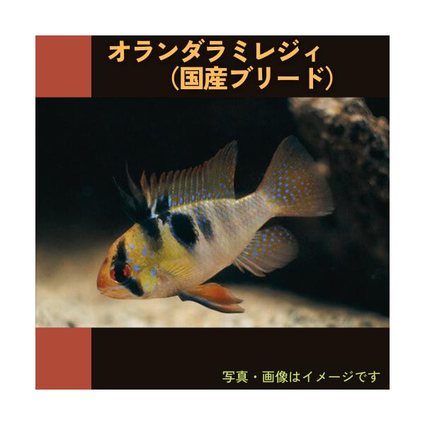 熱帯魚 シクリッド 国産 オランダラミレジィ Msサイズ １０匹 Buyee Buyee Japanese Proxy Service Buy From Japan Bot Online