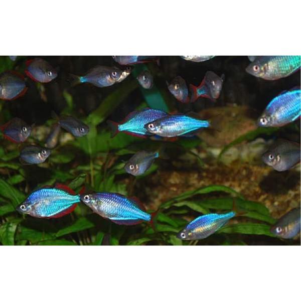 熱帯魚 レインボーフィッシュ ネオンドワーフレインボー Smサイズ 30匹 Buyee Buyee Japanese Proxy Service Buy From Japan Bot Online