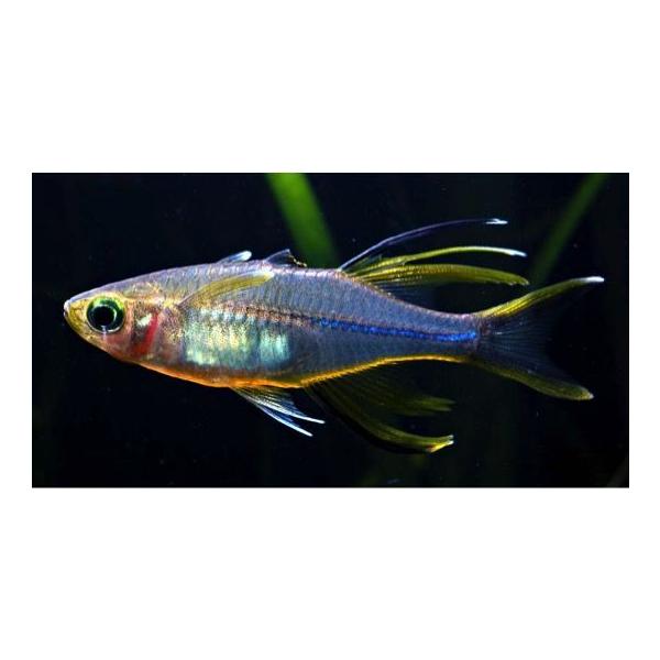 熱帯魚 レインボーフィッシュ セレベスレインボー 1 5cm 2匹 F 増子水景 通販 Yahoo ショッピング