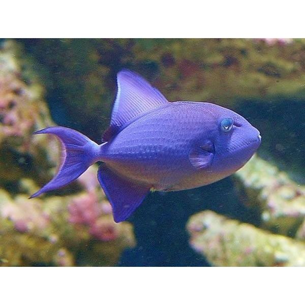 海水魚 カワハギ アカモンガラ 10cm 3匹 Fgh0035 増子水景 通販 Yahoo ショッピング