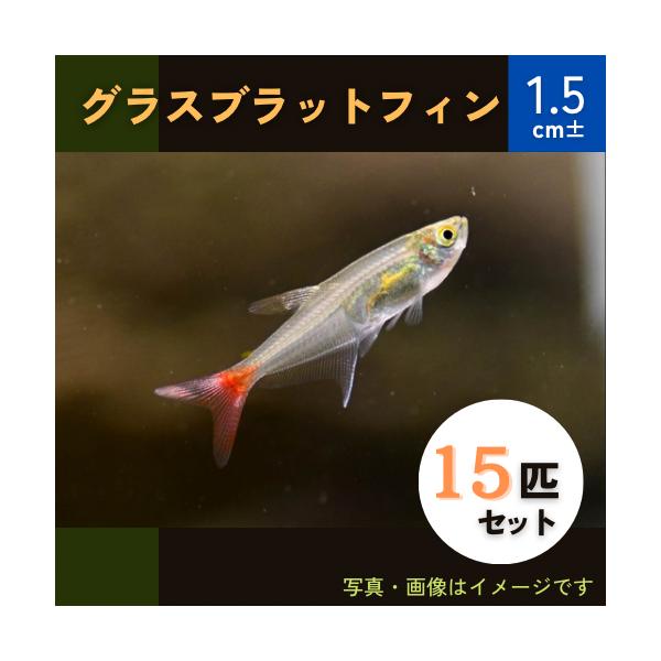 熱帯魚 カラシン グラスブラッドフィン 2cm 15匹 Buyee Buyee Japanese Proxy Service Buy From Japan Bot Online