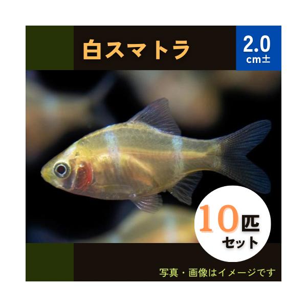 熱帯魚 コイ 白スマトラ 2cm １０匹 Buyee 日本代购平台 产品购物网站大全 Buyee一站式代购 Bot Online