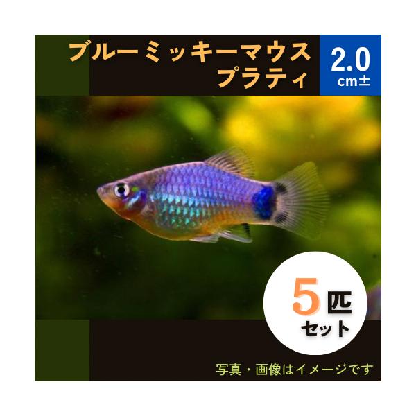 熱帯魚 カダヤシ メダカ ブルーミッキーマウスプラティ ５匹 Buyee Buyee Japanese Proxy Service Buy From Japan Bot Online
