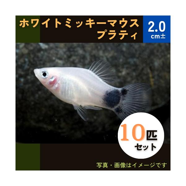 熱帯魚 カダヤシ メダカ ホワイトミッキーマウスプラティ １０匹 Buyee Buyee 日本の通販商品 オークションの代理入札 代理購入