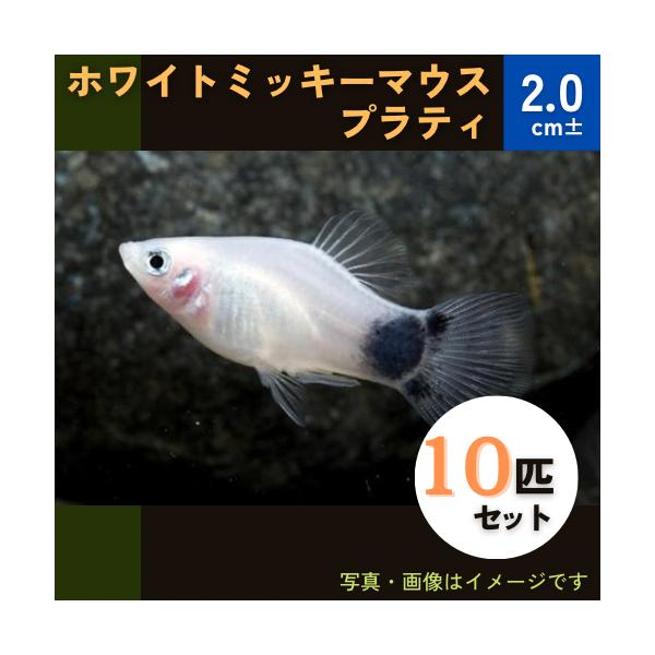 熱帯魚 カダヤシ メダカ ホワイトミッキーマウスプラティ １０匹 Buyee Buyee Jasa Perwakilan Pembelian Barang Online Di Jepang