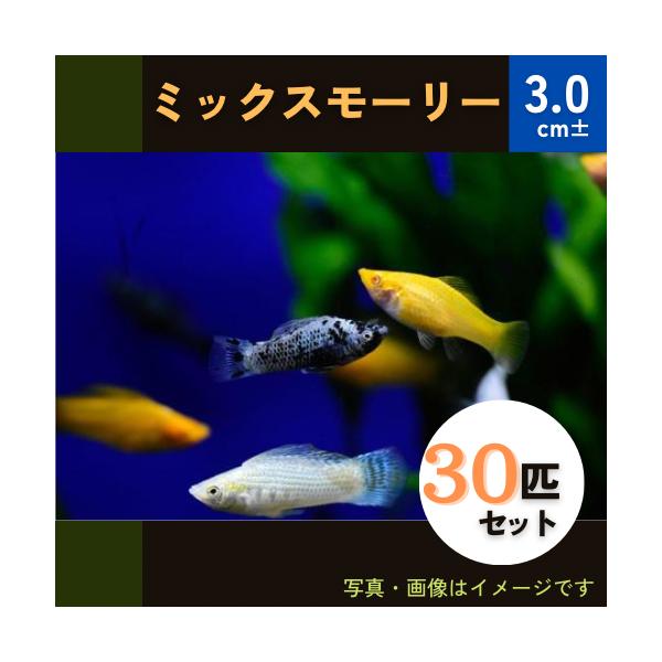 7495円 【2021A/W新作★送料無料】 ミックスバルーンプラティー ■サイズ
