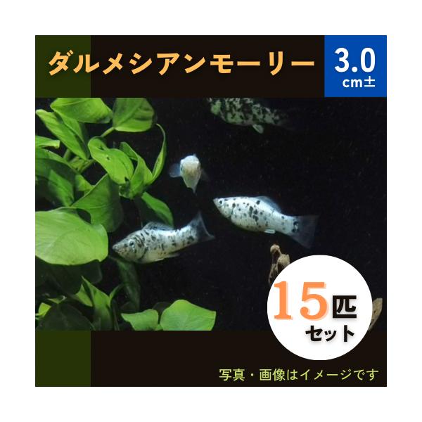 熱帯魚 モーリー ダルメシアンモーリー 3cm 15匹 Fmda0058 増子水景 通販 Yahoo ショッピング