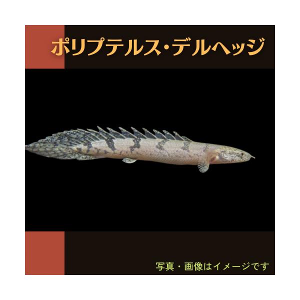 熱帯魚 古代魚 ポリプテルス デルヘッジ ６cm 1匹 Fso 増子水景 通販 Yahoo ショッピング