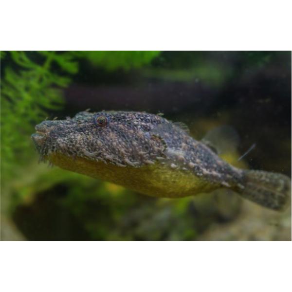 熱帯魚 フグ テトラオドン バイレイ ５ｃｍ 2匹 Buyee Servicio De Proxy Japones Buyee Compra En Japon