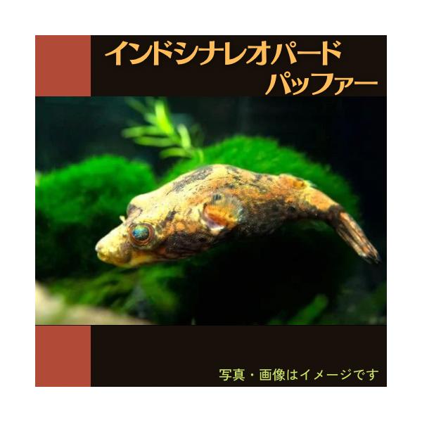 熱帯魚 フグ インドシナ レオパードパファー タイ産 ６ｃｍ 2匹 Fug06 0034 増子水景 通販 Yahoo ショッピング