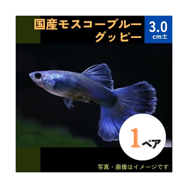 熱帯魚 グッピー 国産モスコーブルーグッピー アダルトサイズ 1ペア Gu1117 11 増子水景 通販 Yahoo ショッピング