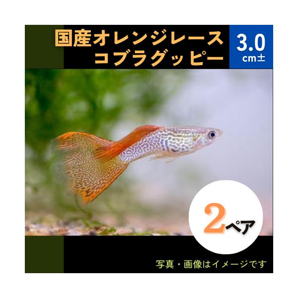熱帯魚 メダカ グッピー 国産オレンジレースコブラグッピー ２ペア Buyee Servicio De Proxy Japones Buyee Compra En Japon