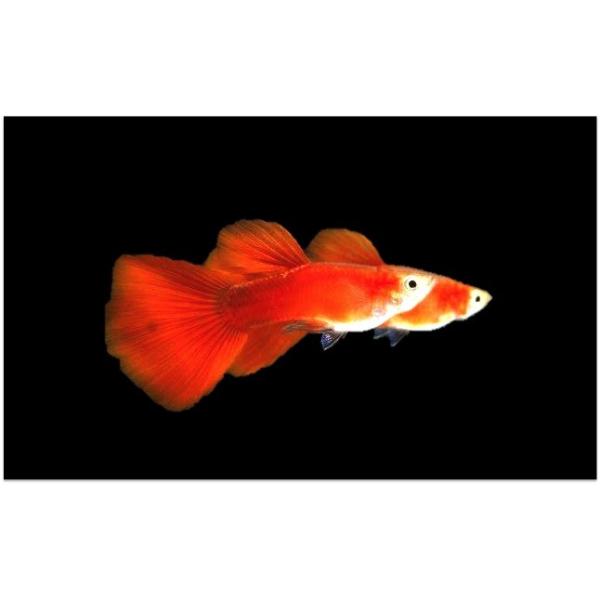 熱帯魚 メダカ グッピー 国産ゴールデンフルレッドグッピー ２ペア Buyee Buyee 日本の通販商品 オークションの代理入札 代理購入