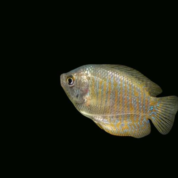 熱帯魚 アナバス サンセット ドワーフグラミー メス 4cm 1匹 Hf50 増子水景 通販 Yahoo ショッピング