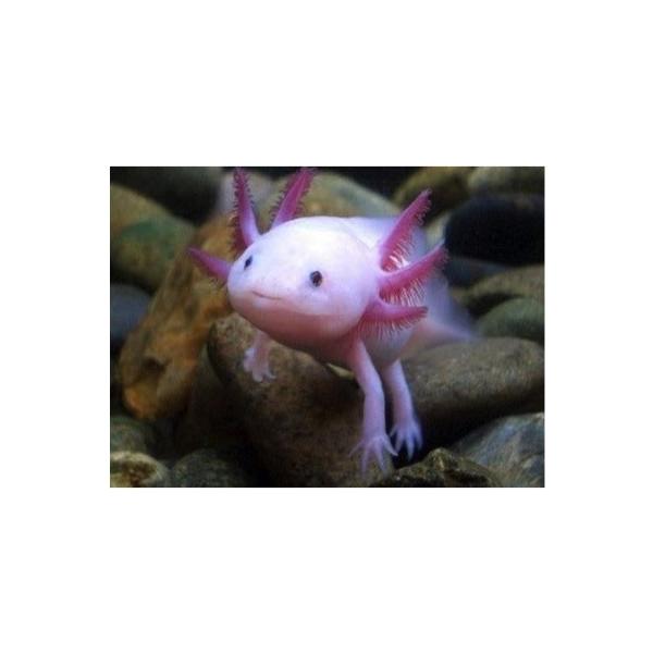 研究生体 ホワイトウーパールーパー 黒目 ５ｃｍ ７ｃｍ ５匹 Buyee Buyee Japanese Proxy Service Buy From Japan Bot Online