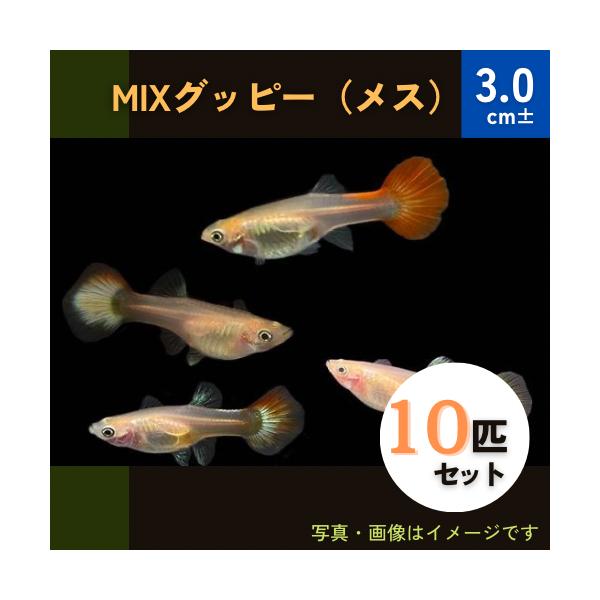 熱帯魚 メダカ グッピー ミックスグッピー 各色おまかせ メス１０匹 スリランカ産 Buyee Buyee Japanese Proxy Service Buy From Japan Bot Online