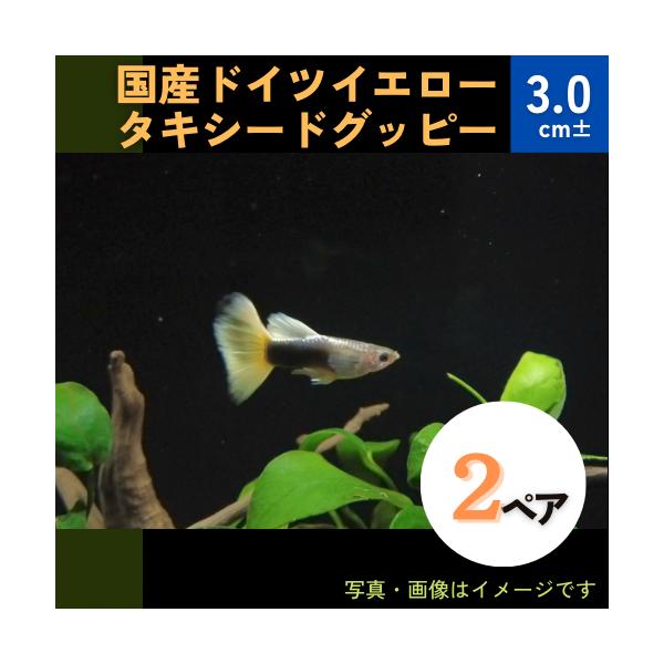 熱帯魚 メダカ グッピー 国産ドイツイエロータキシードグッピー ２ペア Buyee Buyee Japanese Proxy Service Buy From Japan Bot Online