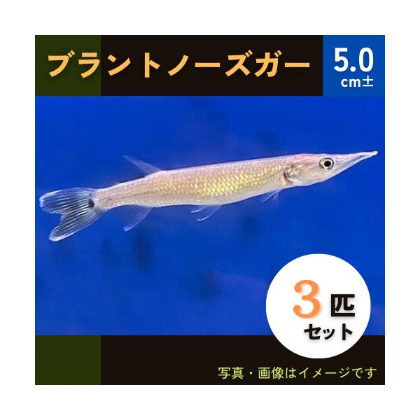 熱帯魚 カラシン ブラントノーズガー 6ｃｍ 3匹 Ka0022 増子水景 通販 Yahoo ショッピング
