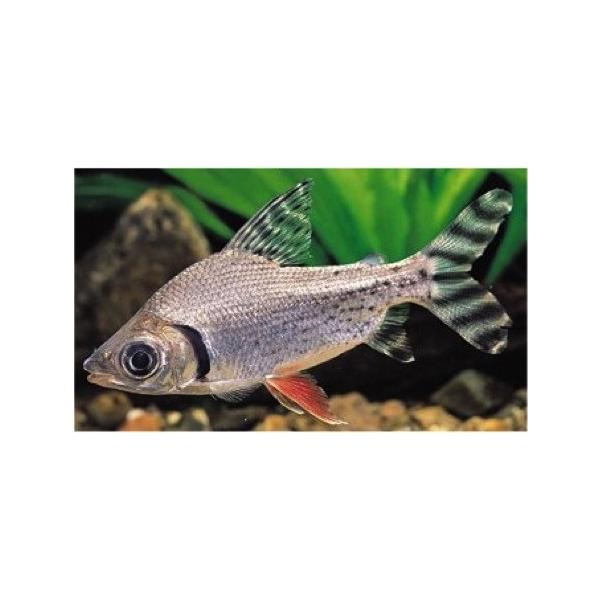 超可爱 熱帯魚 大型カラシン カラープロキロダス ４ｃｍ ３匹 観賞魚生体 Savannah Osc Com