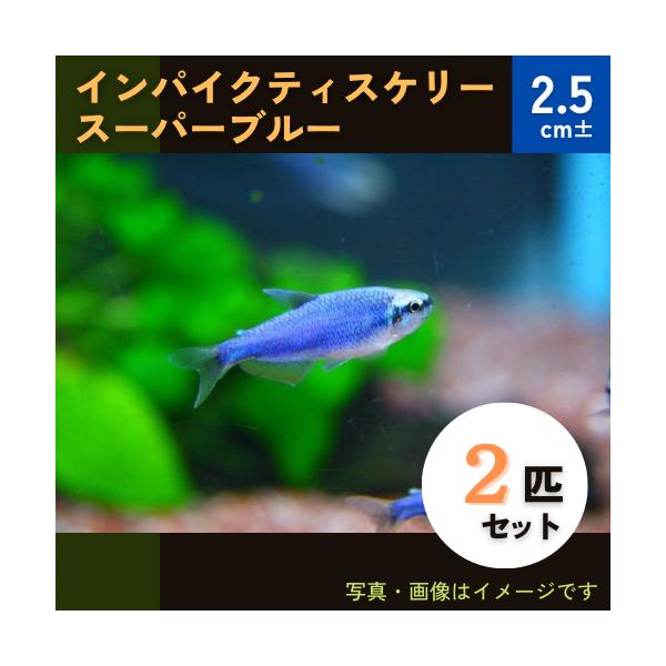 熱帯魚 カラシン インパクティスケリー スーパーブルー 2 5cm 2匹 Kara0601 61 増子水景 通販 Yahoo ショッピング