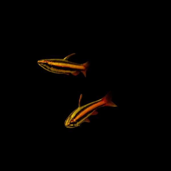 熱帯魚 カラシン アークレッドペンシル 3cm 1匹 Kara0602 11 増子水景 通販 Yahoo ショッピング