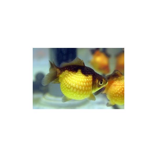 パールスケール 虎ピンポンパール Sm １匹 Buyee Buyee Japanese Proxy Service Buy From Japan Bot Online