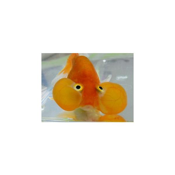 水泡眼 頂天眼 水泡眼 Sm ３匹 Buyee Buyee 提供一站式最全面最專業現地yahoo Japan拍賣代bid代拍代購服務 Bot Online