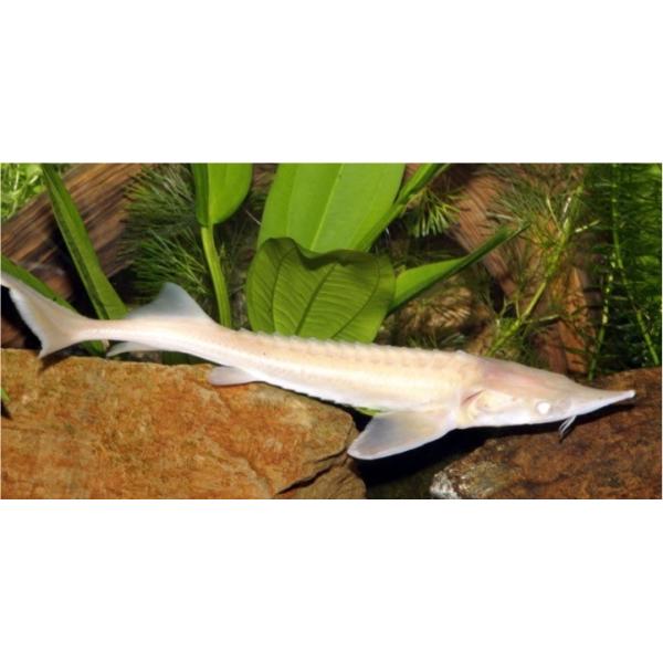 熱帯魚 古代魚 アルビノコチョウザメ ９cm ２匹 Buyee Buyee Japanese Proxy Service Buy From Japan Bot Online