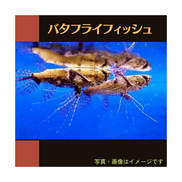 熱帯魚 古代魚 バタフライフィッシュ ５cm １匹 Kod06 23 増子水景 通販 Yahoo ショッピング
