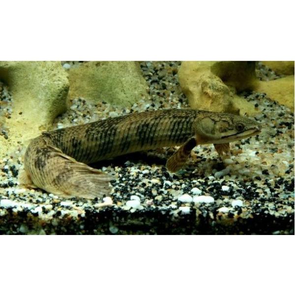熱帯魚 古代魚 ポリプテルス モケーレムベンベ １２cm ５匹 Buyee Buyee Japanese Proxy Service Buy From Japan Bot Online
