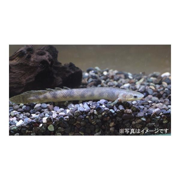 スーパーセール 熱帯魚 古代魚 ポリプテルス レトロピンニス ８cm 新名 モケーレムベンベ ３匹 観賞魚生体