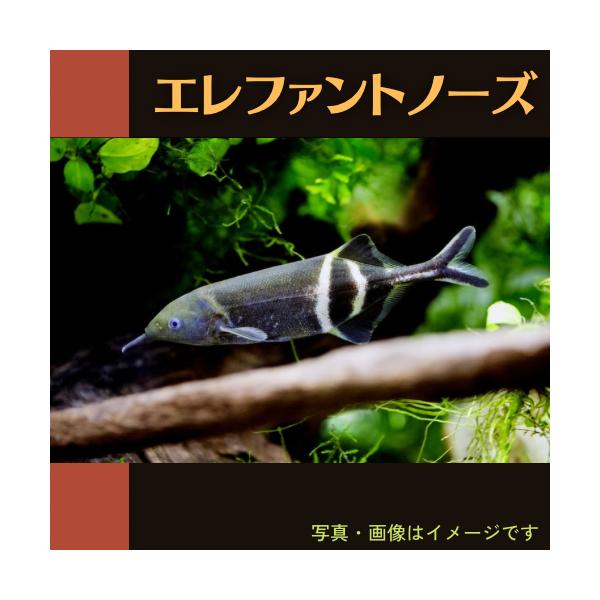 古代魚 熱帯魚 エレファントノーズ ９cm 3匹 Koda0529 3 増子水景 通販 Yahoo ショッピング