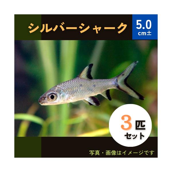 熱帯魚 コイ シルバーシャーク 5cm 1匹 Koi06 1048 増子水景 通販 Yahoo ショッピング