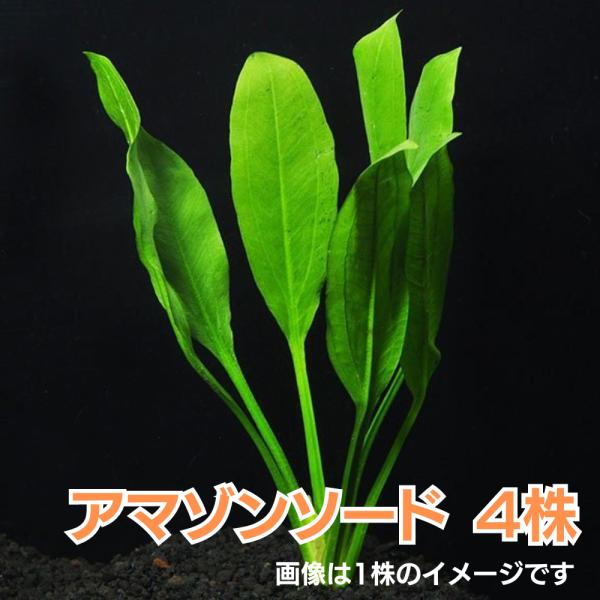 水草 ロゼット型 アマゾンソード ４株 Buyee Buyee Japanese Proxy Service Buy From Japan Bot Online